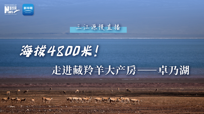 大美中國(guó)｜海拔4800米！走進(jìn)藏羚羊大產(chǎn)房——卓乃湖